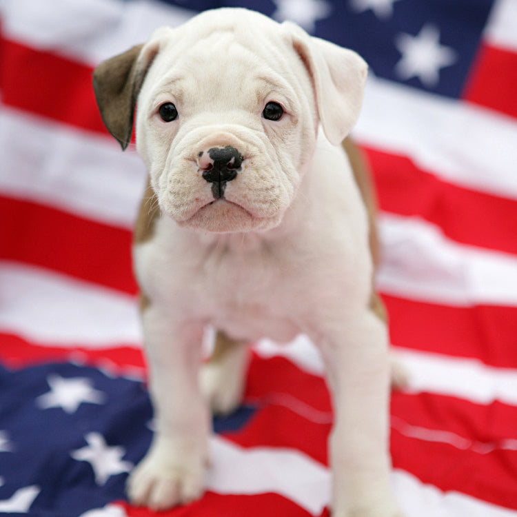 How to Choose the Right Clothing for Your Pet